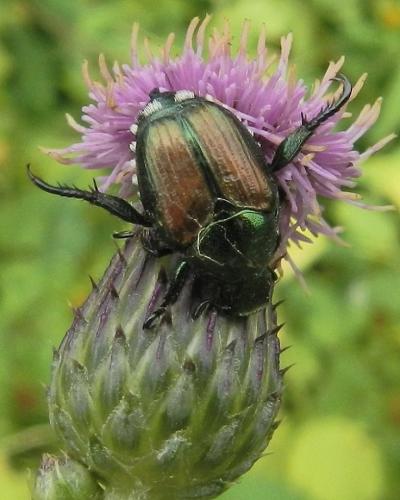 Popillia japonica
